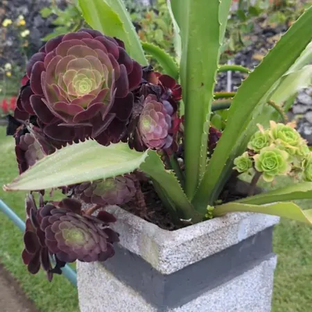 Oasis De Marie Σπίτι διακοπών Lagoa (Azores)