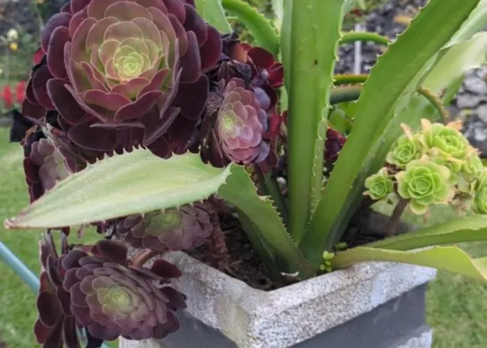 Oasis De Marie Casa de Férias Lagoa (Azores)